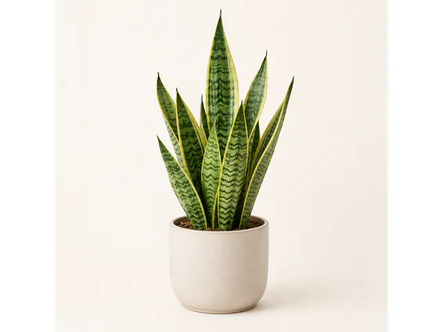 [DEMO] Potted Snake Plant — Ceramic Pot
